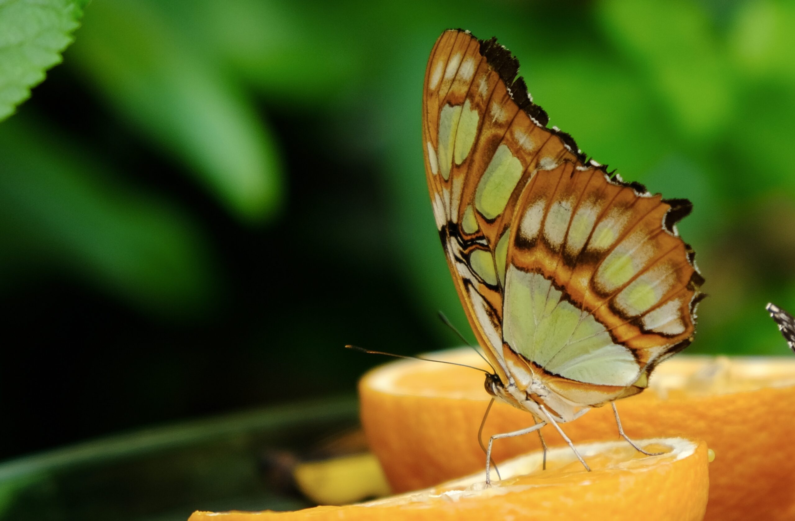 Nektar und Schmetterling
